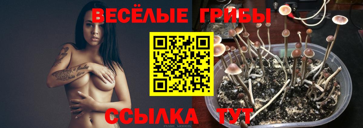 Энгельс  Псилоцибиновые грибы мицелий  Вход с VPN 